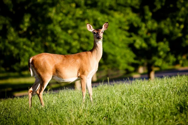Portrait of pregnant whitetail deer doe, Odocoileus virginianus, grazing in field during spring — Stock Photo, Image