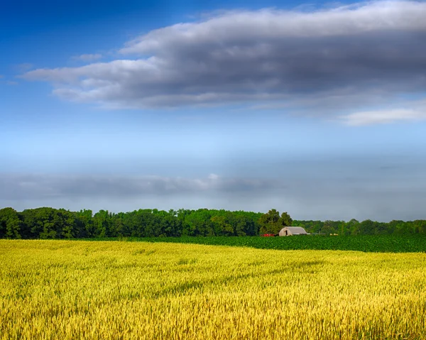 Wheat and corn growing on farm in northern Alabama — Stock Photo, Image