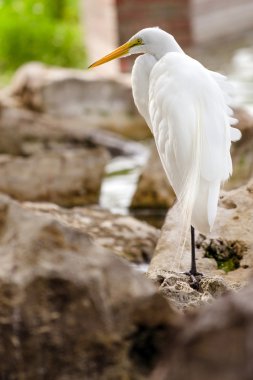 Portrait of great egret, Ardea alba, perched on rocky lakeshore clipart