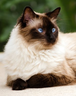 Himalaya kedisi portresi
