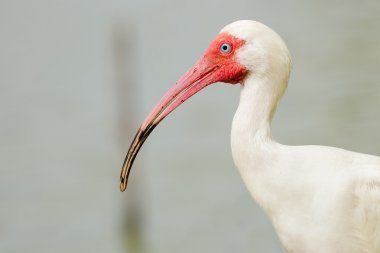 Beyaz aynak eudocimus albus portresi kapatmak