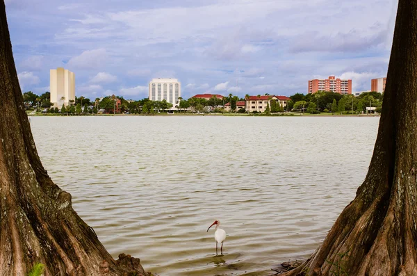 Centra lakeland, florida, od jezera morton, nebo Labutí jezero — Stock fotografie