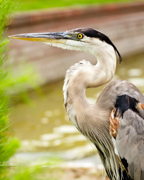 Primer plano retrato de garza azul, Ardea herodias — Foto de Stock