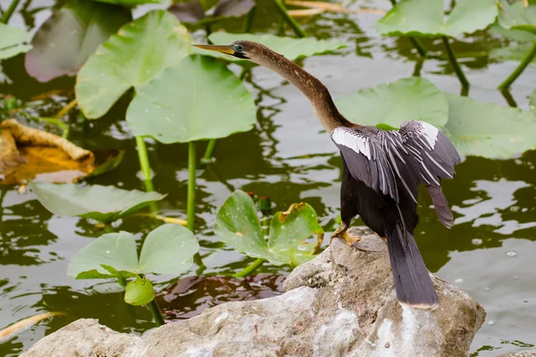 Anhinga (anhinga anhinga) в lakeland, Флорида — стокове фото