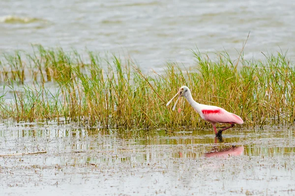 Colher de roseate, Platalea ajaja, vagando no lago enquanto se alimenta — Fotografia de Stock