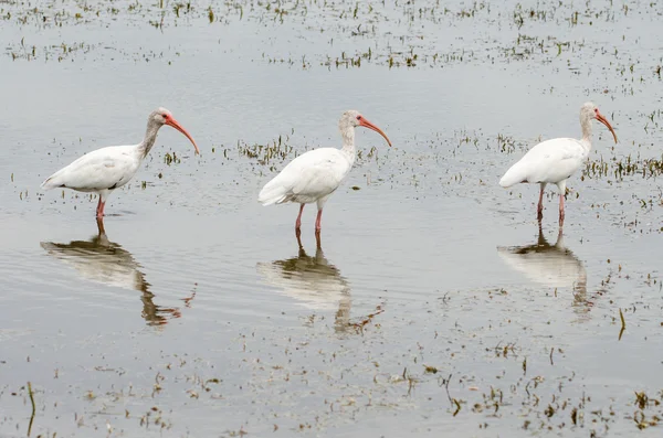 Tres ibis blancos, Eudocimus albus, aves alineadas mientras se alimentan en el lago — Foto de Stock
