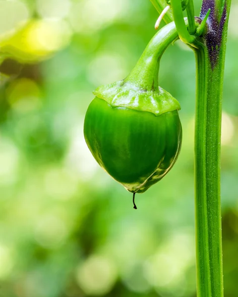Bell pepper growing on vine in garden — Stock Photo, Image