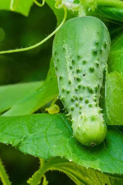 Boston pickling cucumber growing on vine in garden — Stock Photo, Image