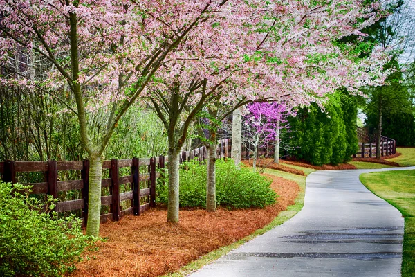 Acera residencial con cerezos en flor durante la primavera — Foto de Stock