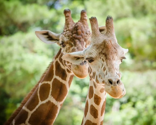 Close up retrato de girafa (girafa camelopardalis ) — Fotografia de Stock