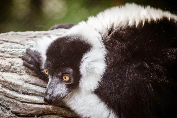 Portrait of black and white ruffed lemur (Varecia variegata) — Stock Photo, Image