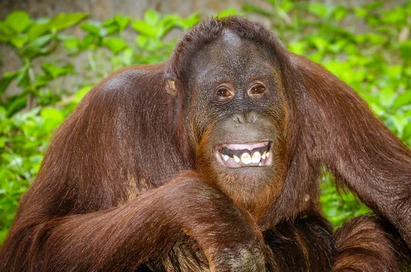 Retrato de orangotango (Pongo pygmaeus) sorrindo com os dentes — Fotografia de Stock