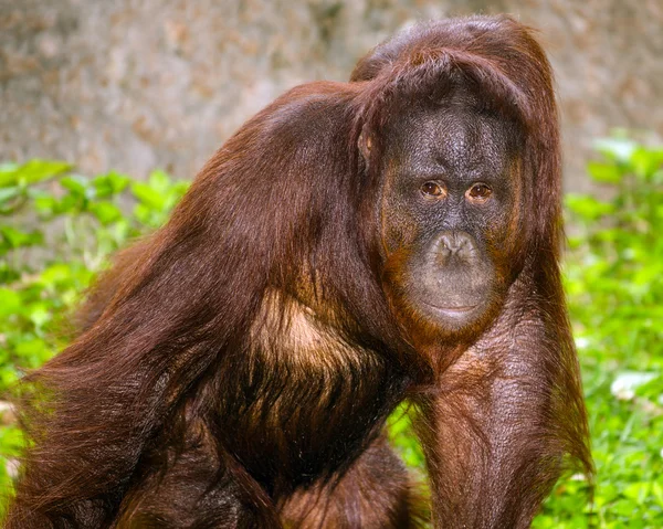 Retrato de orangotango (Pongo pygmaeus) com pose grave — Fotografia de Stock
