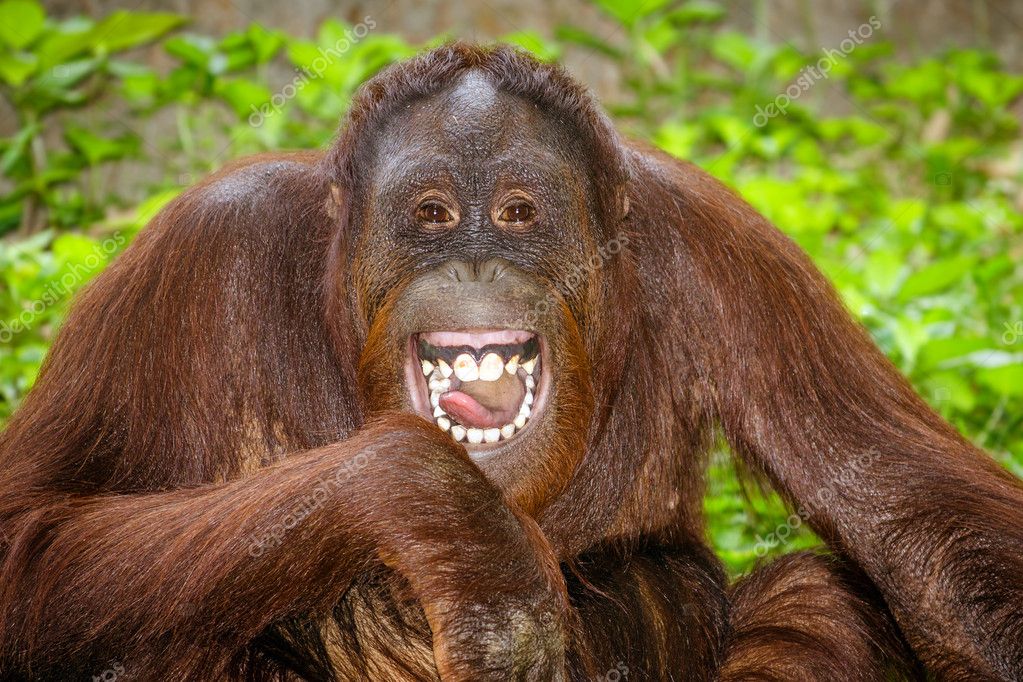 monkey laughing