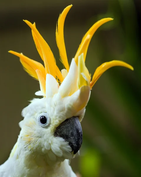 Portrait of Sulphur Crested Cockatoo (Cacatua galerita) — Stock Photo, Image