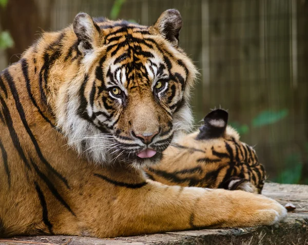 Портрет суматранского тигра (Panthera Tirgris Sumatrae ) — стоковое фото