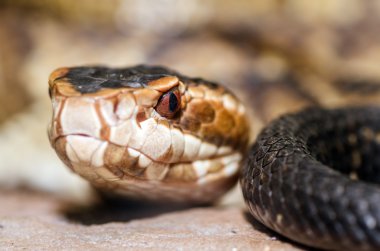 Extreme close up image of cottonmouth snake (Agkistrodon piscivorus) clipart
