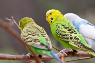 renkli parakeets ağaç dalına dinlenme