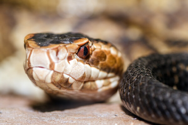 Extreme close up image of cottonmouth snake (Agkistrodon piscivorus)