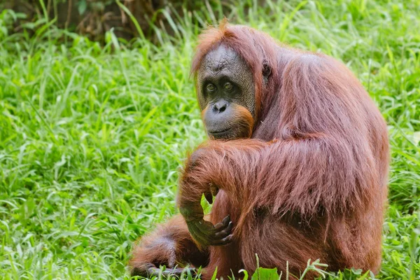 Портрет женщины-орангутанга (Pongo pygmaeus ) — стоковое фото