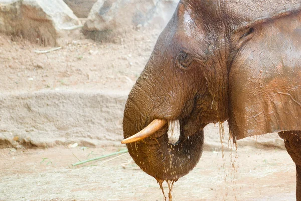 Afrikanischer Elefant bekommt ein Wasserbad — Stockfoto