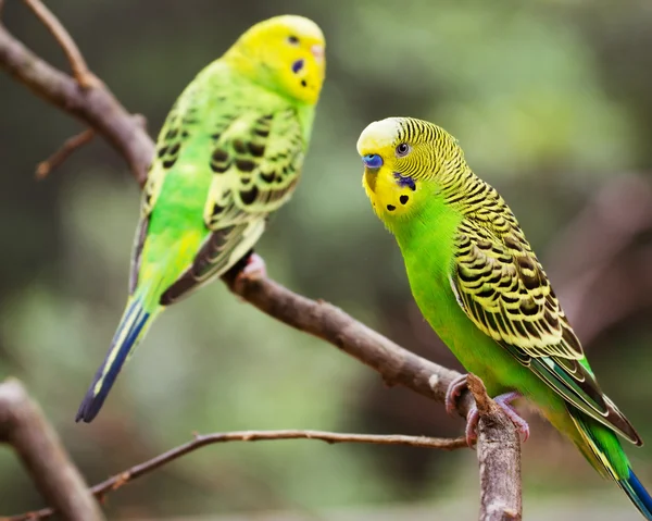 Colorful parakeets resting on tree branch — Stock Photo, Image