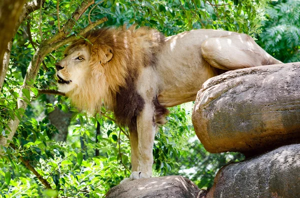 Afrikanischer Löwe brüllt — Stockfoto