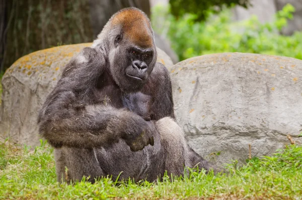 Западная низменная горилла (горилла-горилла) — стоковое фото