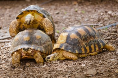 Radyasyonlu kaplumbağa (Astrochelys radiata çiftleşme)