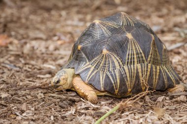 Radyasyonlu kaplumbağa (Astrochelys radiata portresi)