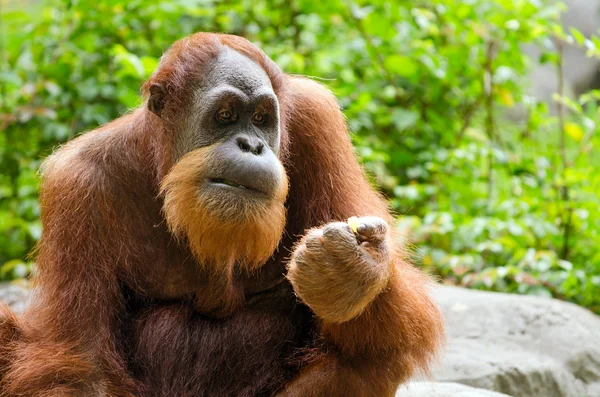 Retrato de orangután adulto (Pongo pygmaeus ) — Foto de Stock