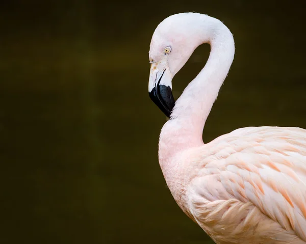 Portrait of greater flamingo (Phoenicopterus roseus) with room for copy — Stock Photo, Image