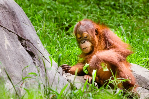 Retrato de bebé orangután (Pongo pygmaeus ) — Foto de Stock