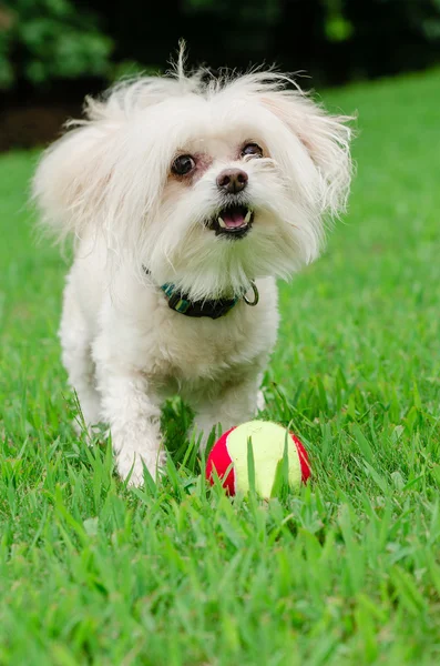 Πορτρέτο του maltipoo σκύλος παίζει με τη μπάλα στον τομέα — Φωτογραφία Αρχείου