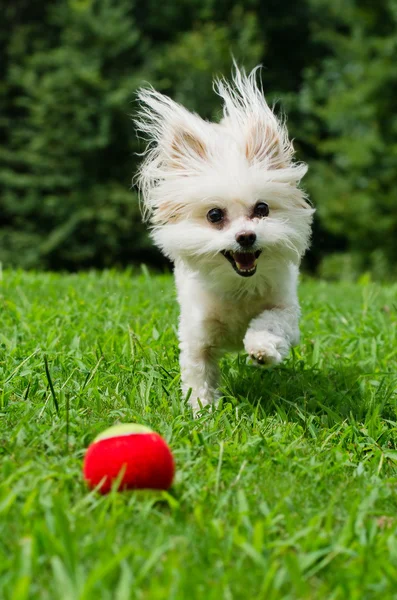 Ritratto di cane maltipoo che gioca con palla in campo — Foto Stock