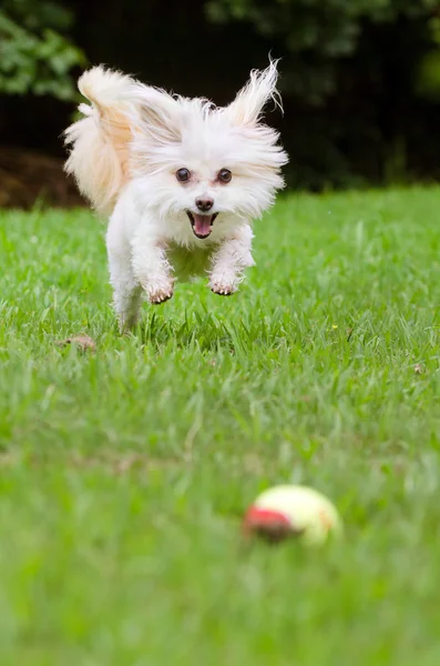 Retrato de cão maltipoo brincando com bola no campo — Fotografia de Stock