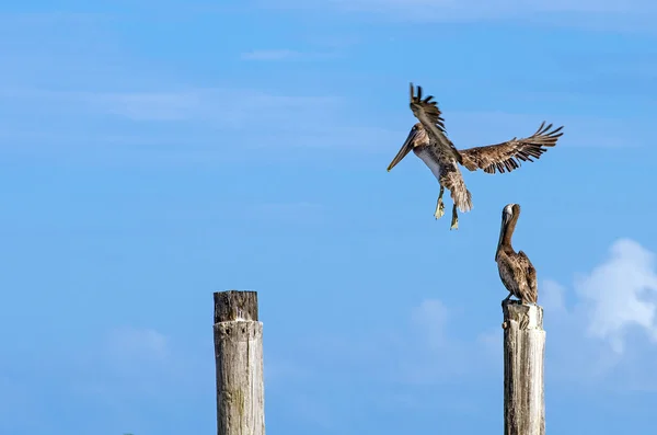 Пеликан в полете, собирается приземлиться на пост, чтобы отдохнуть — стоковое фото