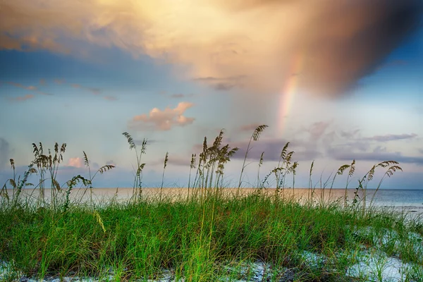 Moře oves roste na pláži s rainbow a mraky v pozadí při východu slunce — Stock fotografie