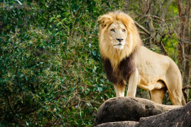 Rocky fosillerini bakan erkek aslan
