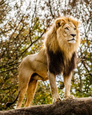 Rocky fosillerini bakan erkek aslan