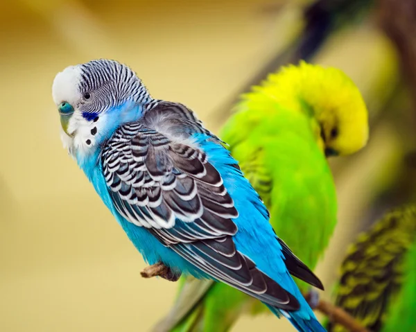 Барвистий папуга на гілці дерева — стокове фото