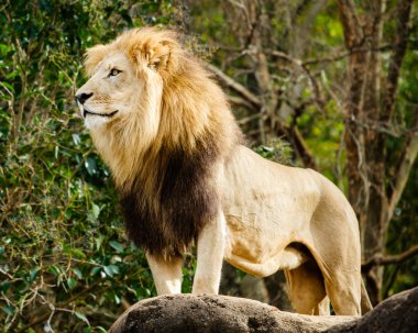 Rocky fosillerini bakan erkek aslan