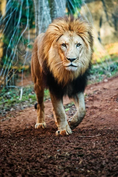 Portrait of male lion walking — Stock Photo, Image