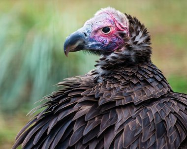 sarkık şey karşı karşıya akbabası (torgos tracheliotus portresi)