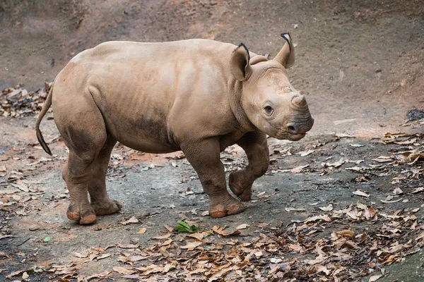 Junges Nashorn-Kalb porträtiert — Stockfoto