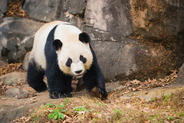 Portrét panda Velká — Stock fotografie