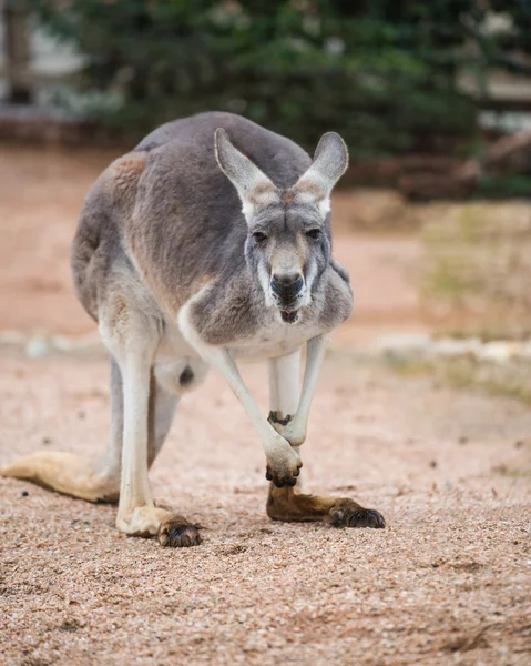 Kangaroo porträtt — Stockfoto