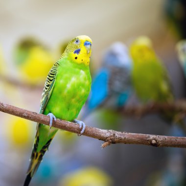 ağaç dalı üzerinde dinlenme renkli muhabbet kuşu