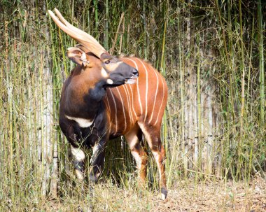 Bongo antelope (Tragelaphus eurycerus eurycerus) clipart