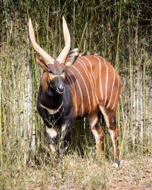 Bongo antilop (yayılım gösterir: eurycerus eurycerus)